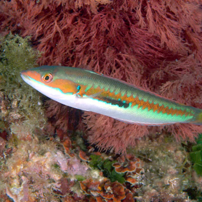 Donzella comune (Coris julis)