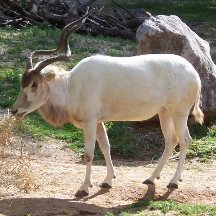 Addax (Addax nasomaculatus)