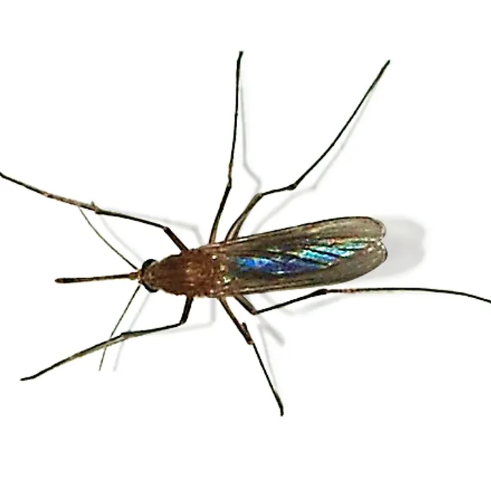 Common house mosquito (Culex pipiens)