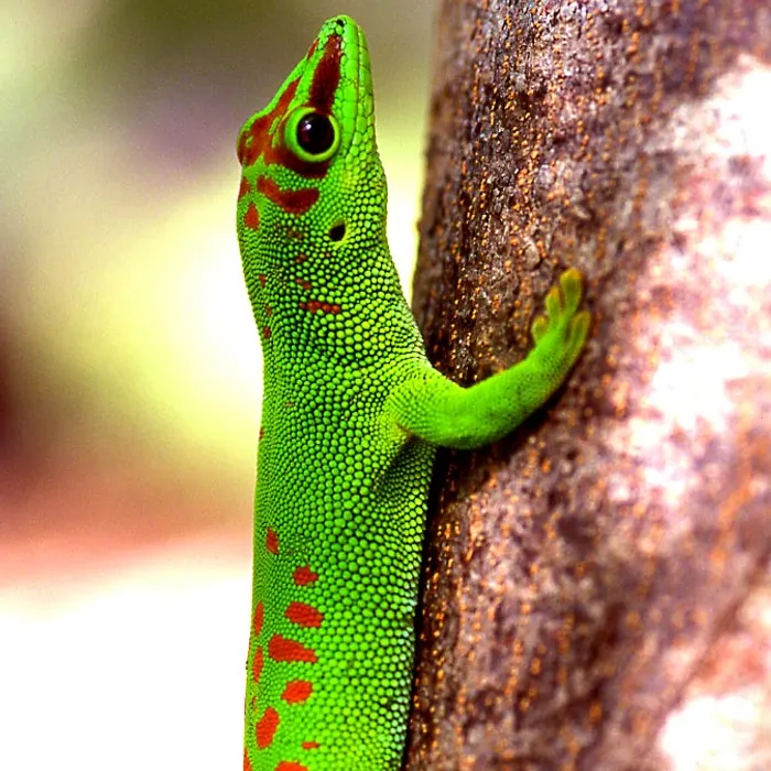 Geco diurno del Madagascar (Phelsuma madagascariensis)