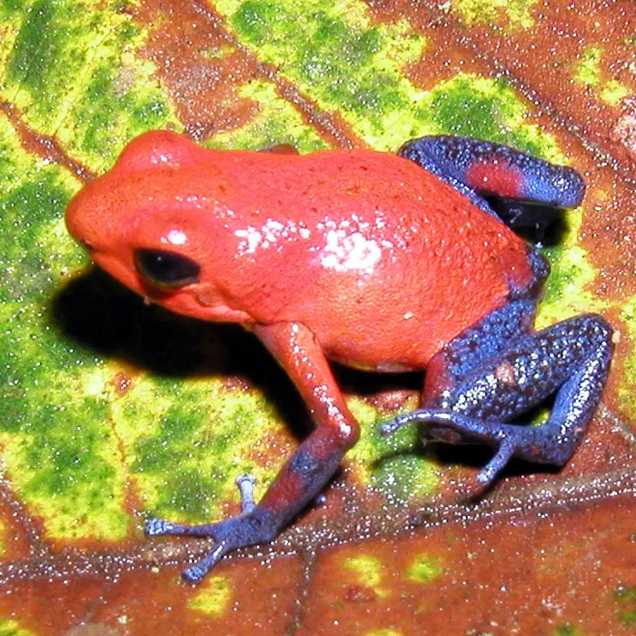 Rana fragola (Oophaga pumilio)