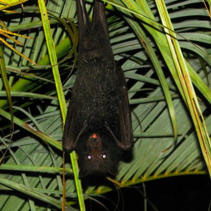 Black flying fox (Pteropus alecto)