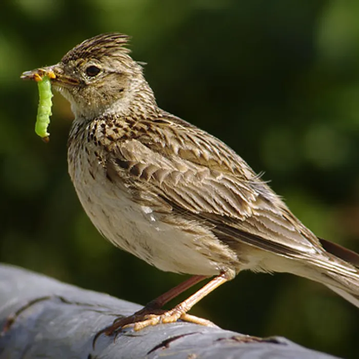 Allodola (Alauda arvensis)