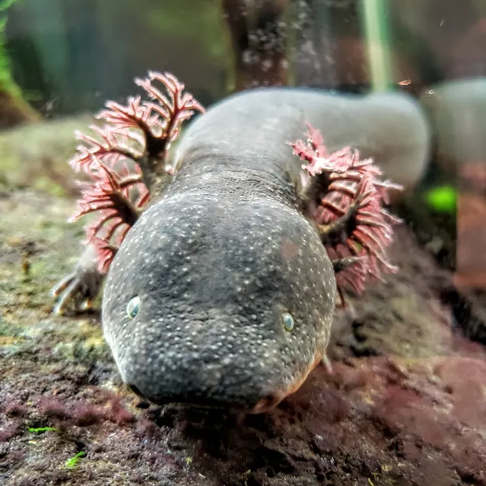 Greater siren (Siren lacertina)