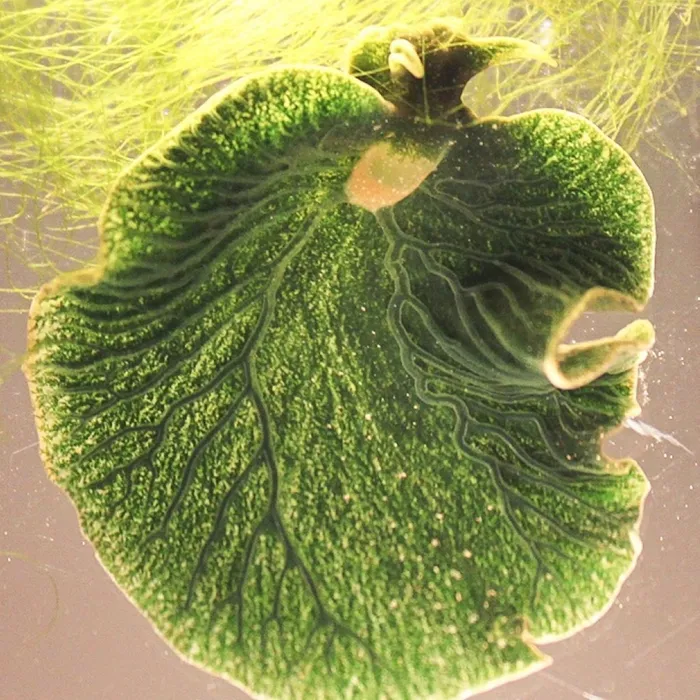 Lumaca di mare solare (Elysia chlorotica)
