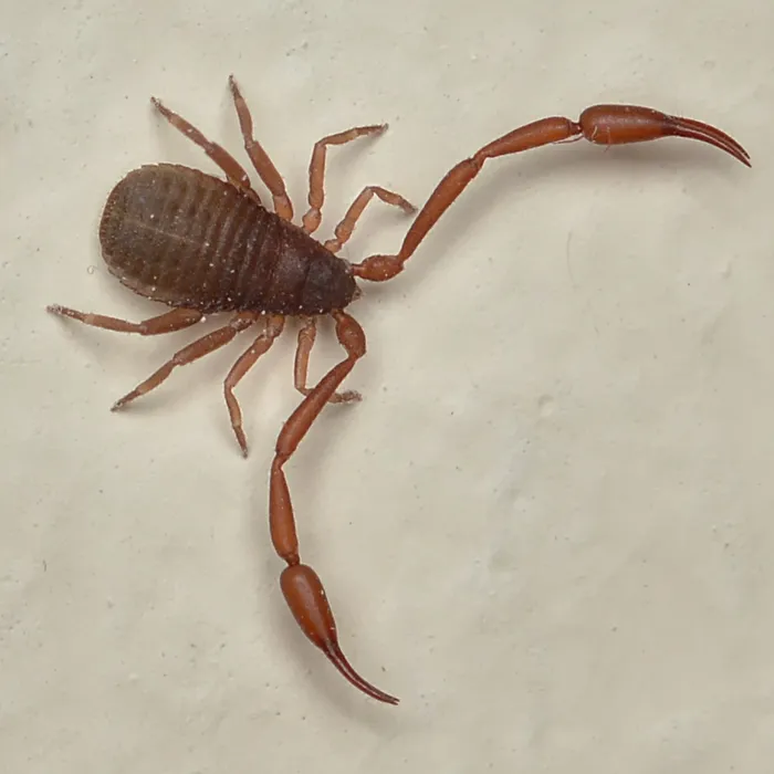 Pseudoscorpione dei libri (Chelifer cancroides)