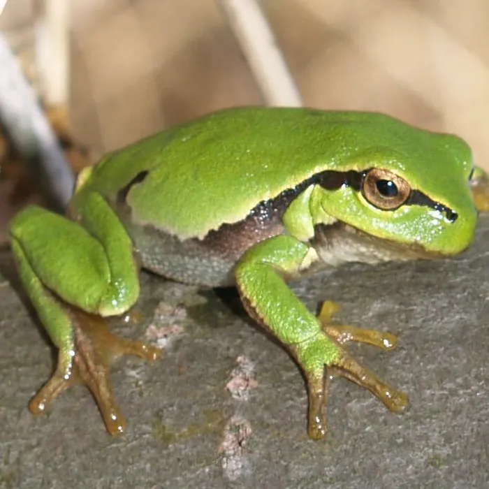 Raganella europea (Hyla arborea)
