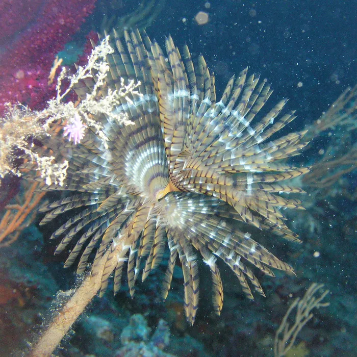 Spirografo (Sabella spallanzanii)