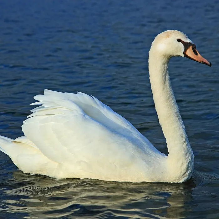 Cigno reale (Cygnus olor)