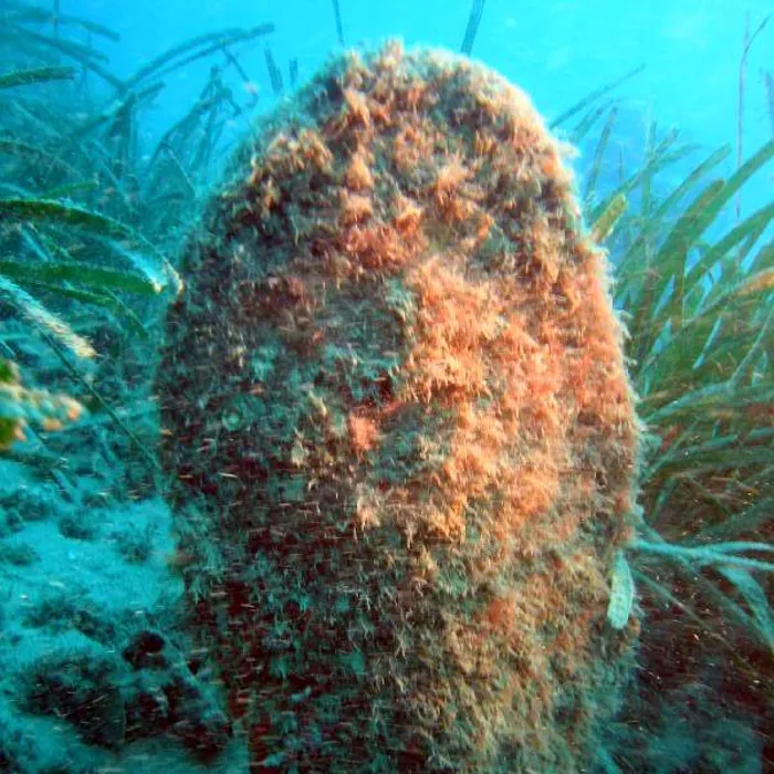 Nacchera di mare (Pinna nobilis)