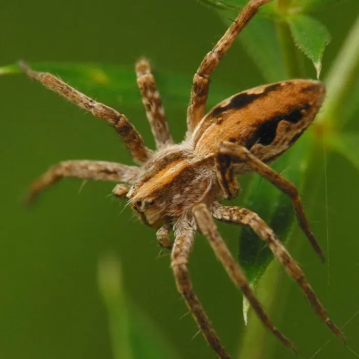 Ragno pisaura (Pisaura mirabilis)