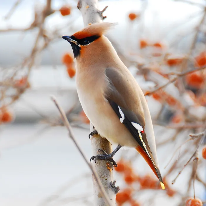 Beccofrusone (Bombycilla garrulus)