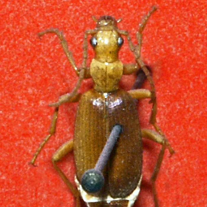 Coleottero bombardiere (Brachinus crepitans)