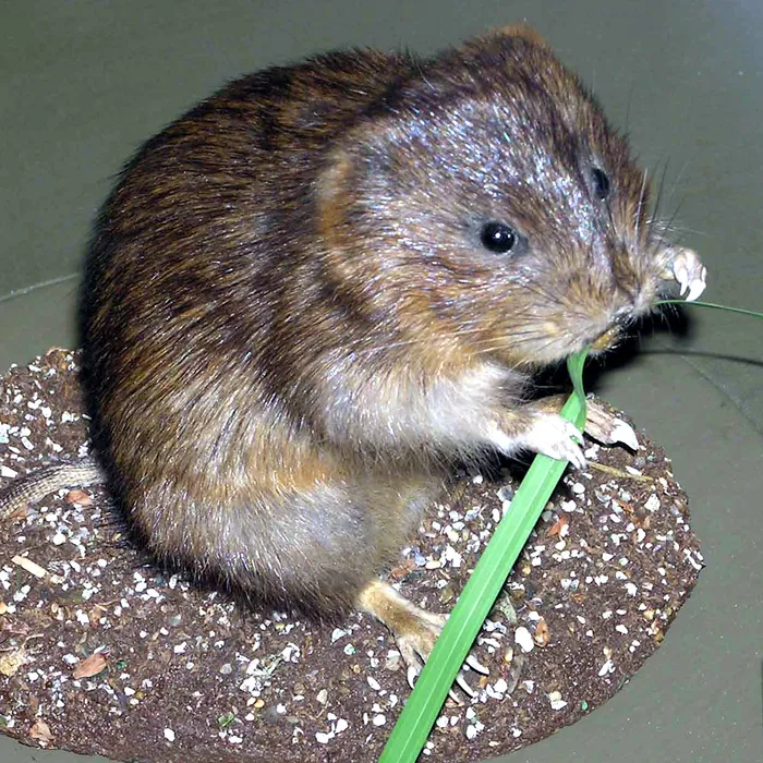 Arvicola terrestre (Arvicola amphibius)
