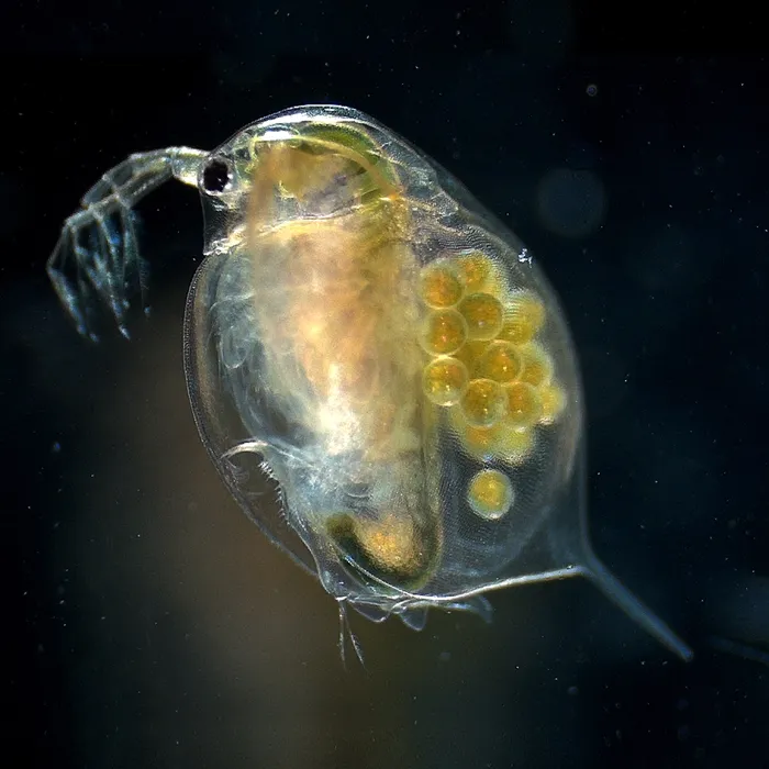 Pulce d’acqua (Daphnia magna)
