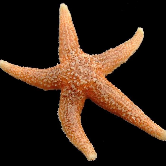 Stella marina comune (Asterias rubens)