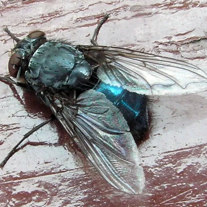 Blue bottle fly (Calliphora vomitoria)