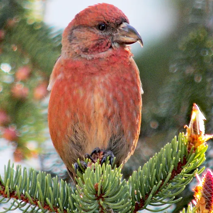 Crociere (Loxia curvirostra)