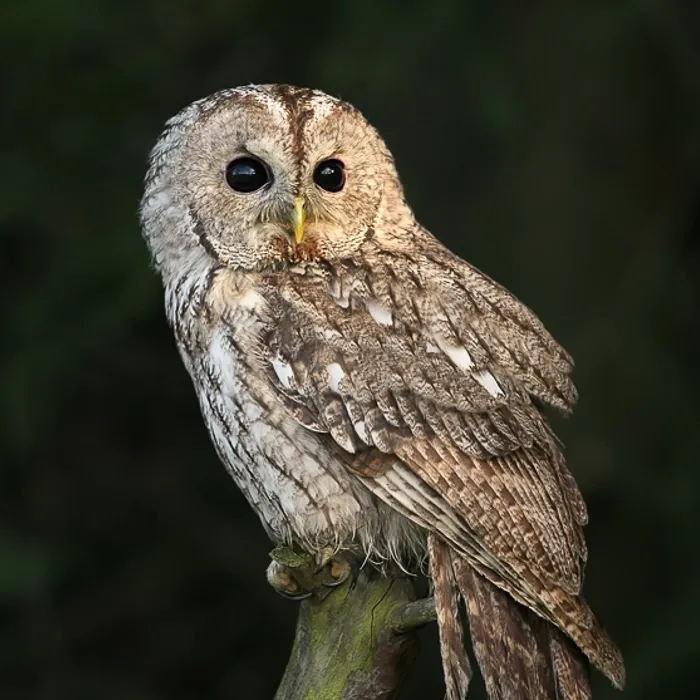 Allocco (Strix aluco)