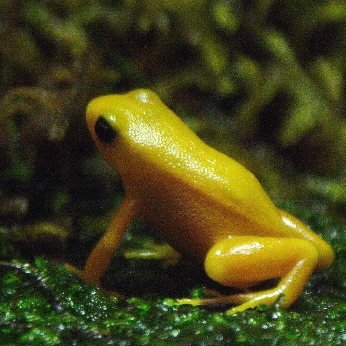 Rana mantella dorata (Mantella aurantiaca)