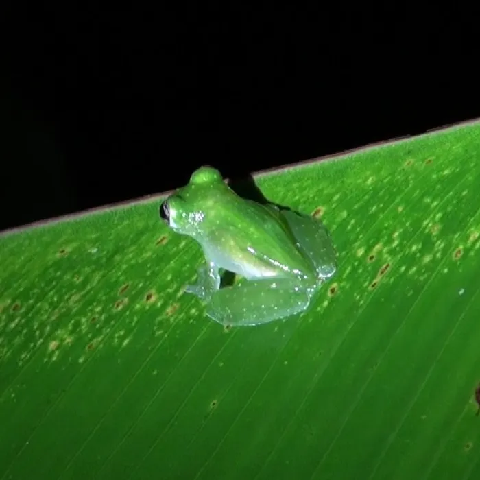 Rana di vetro (Hyalinobatrachium valerioi)