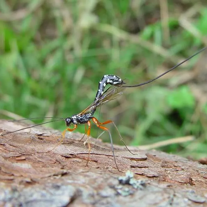 Giant ichneumon wasp (Rhyssa persuasoria)