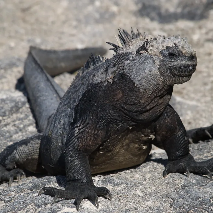 Iguana marina (Amblyrhynchus cristatus)