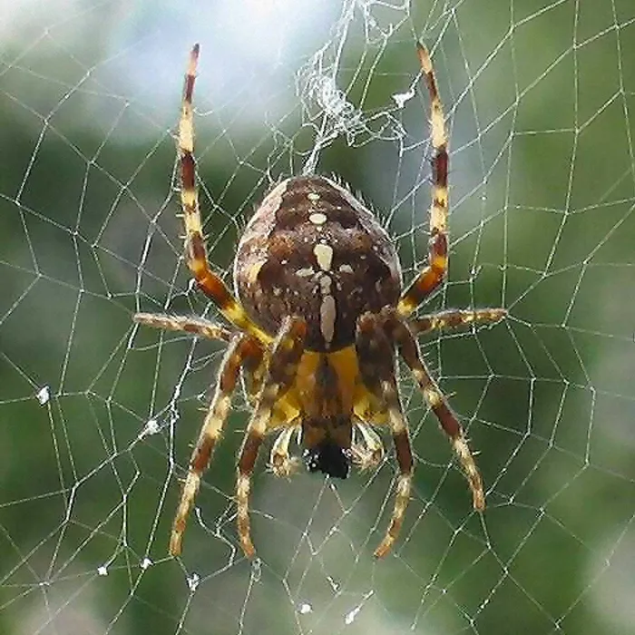 Ragno crociato (Araneus diadematus)