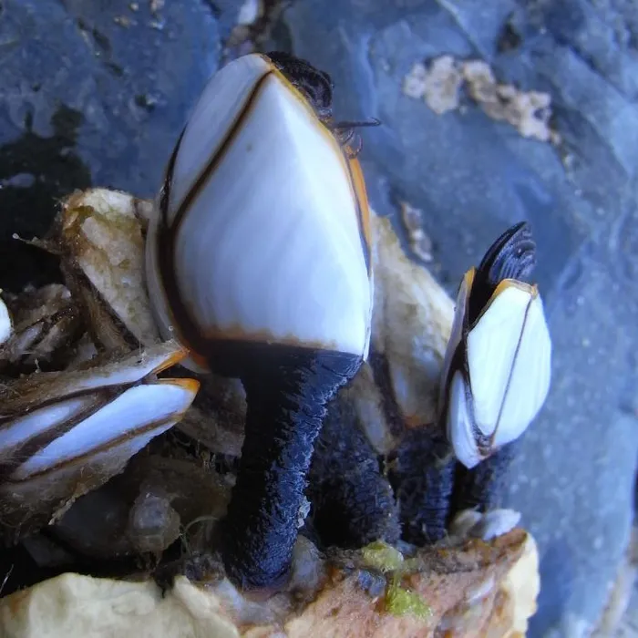 Anatifa (Lepas anatifera)
