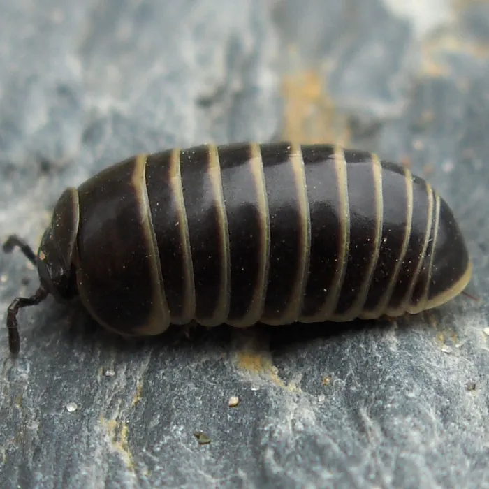 Millepiedi pillola (Glomeris marginata)