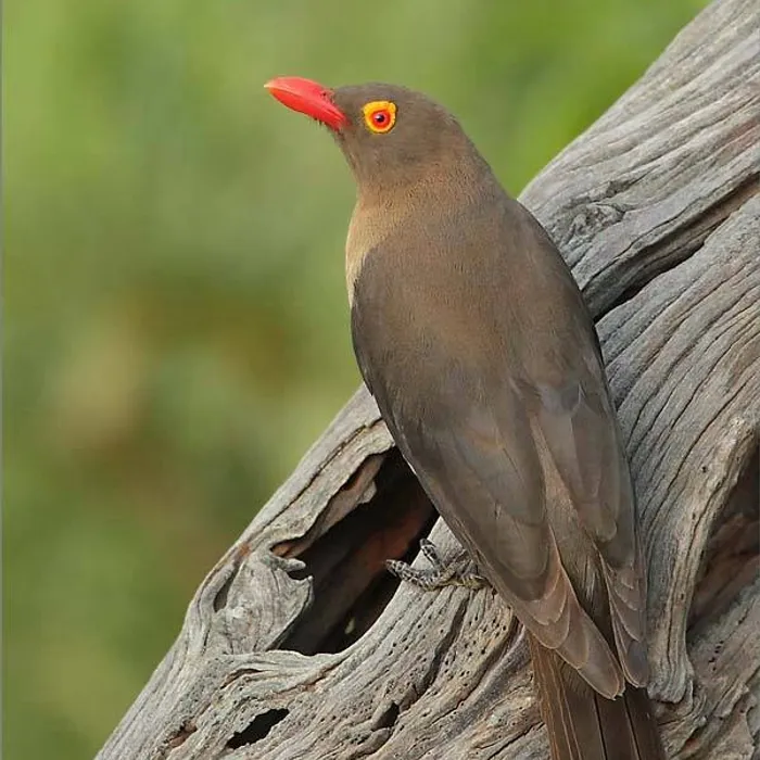 Bufaga beccorosso (Buphagus erythrorynchus)