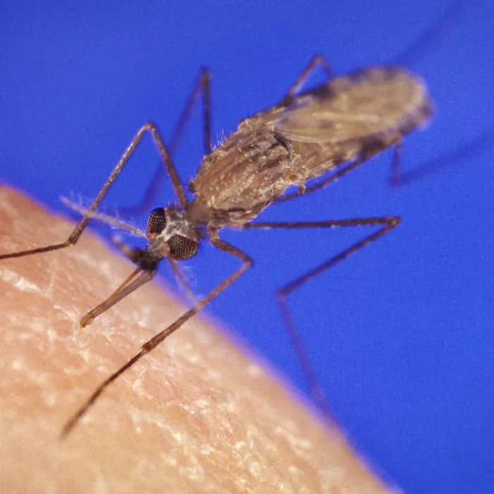 African malaria mosquito (Anopheles gambiae)