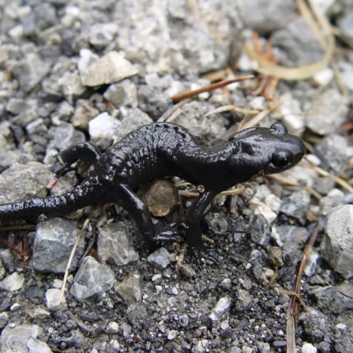 Salamandra alpina (Salamandra atra)