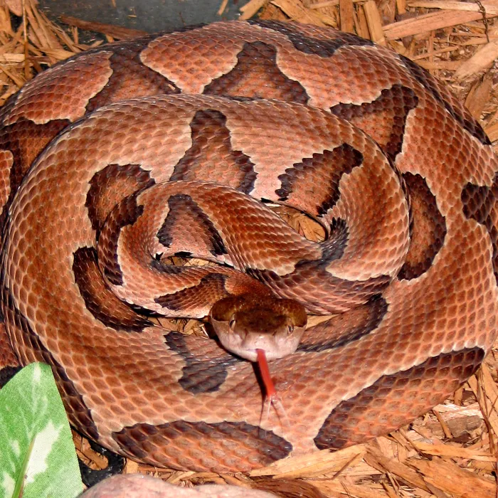 Eastern copperhead (Agkistrodon contortrix)