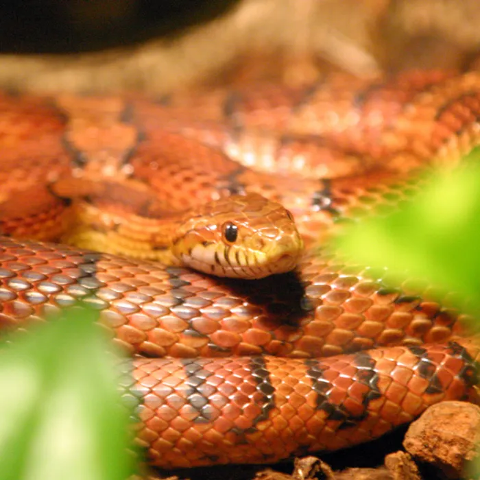 Corn snake (Pantherophis guttatus)