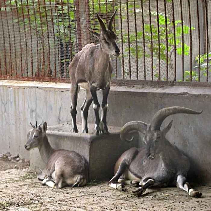 Bharal (Pseudois nayaur)