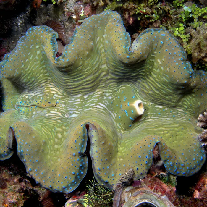 Tridacna gigante (Tridacna gigas)