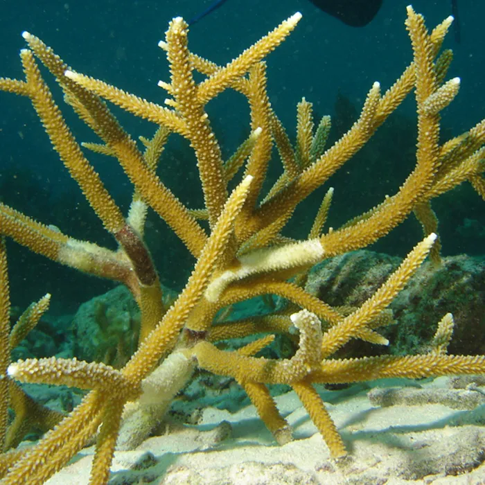 Corallo corna di cervo (Acropora cervicornis)