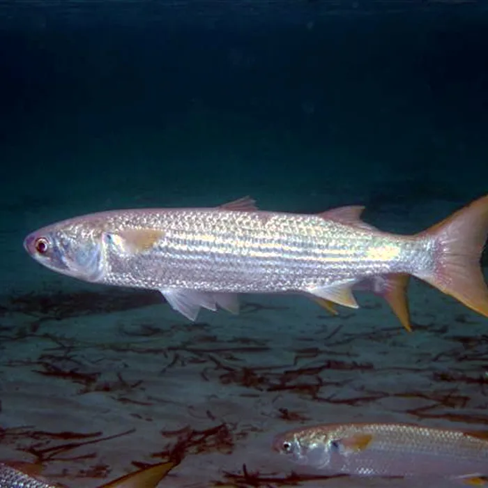 Cefalo comune (Mugil cephalus)