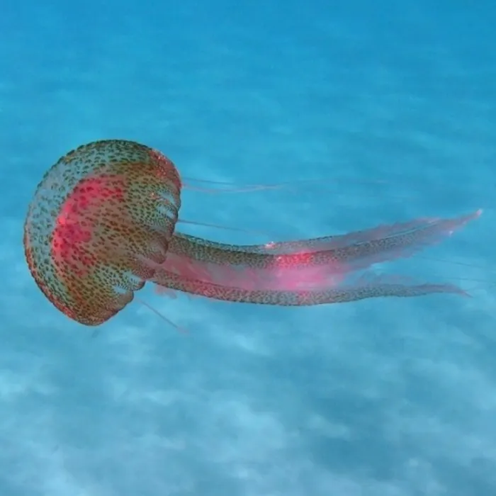 Medusa luminosa (Pelagia noctiluca)