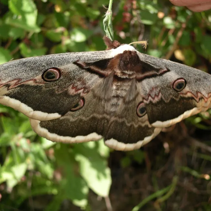 Falena saturnia del pero (Saturnia pyri)