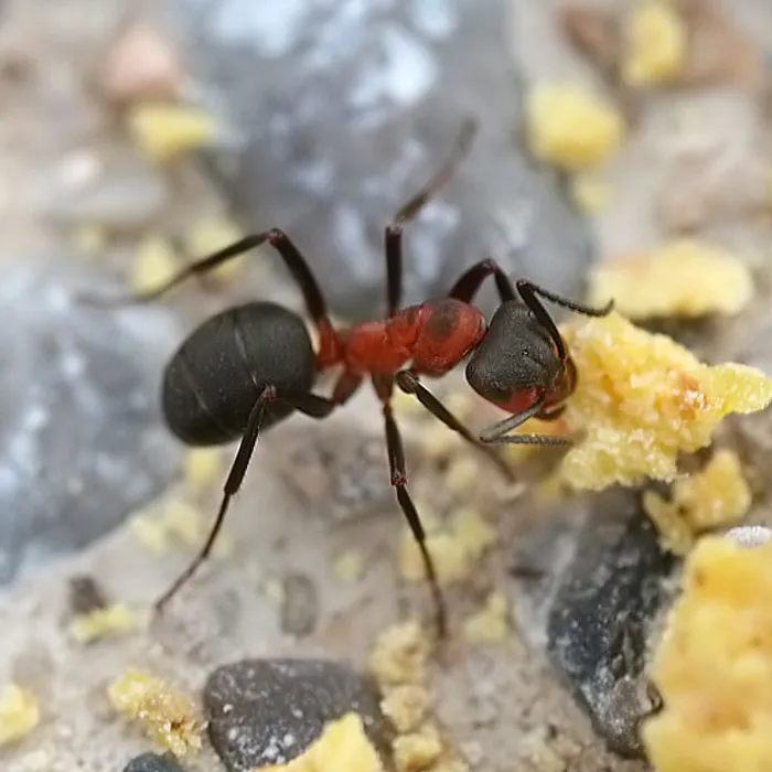 Formica rossa dei boschi (Formica rufa)