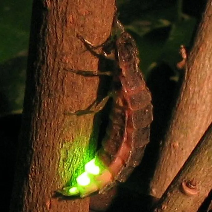 Common glow-worm (Lampyris noctiluca)