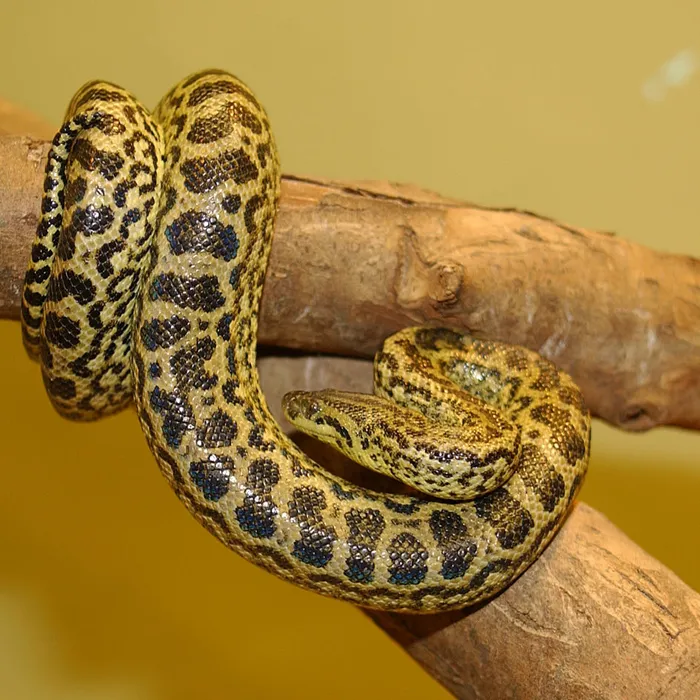 Anaconda gialla (Eunectes notaeus)