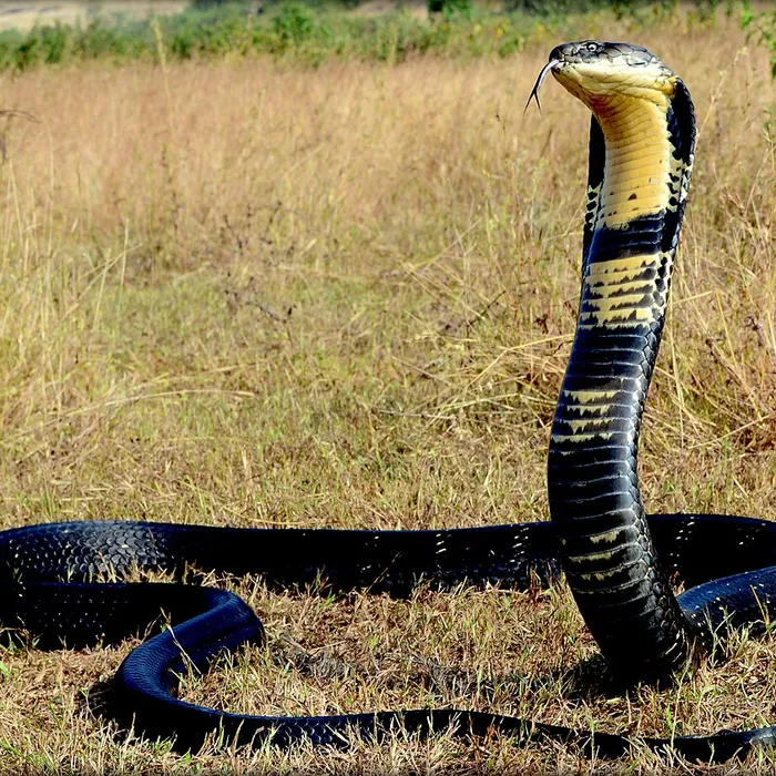Cobra reale (Ophiophagus hannah)