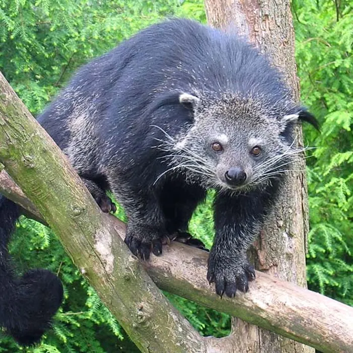 Binturong (Arctictis binturong)
