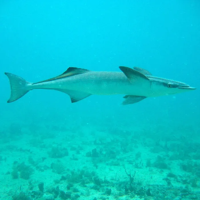Common remora (Remora remora)