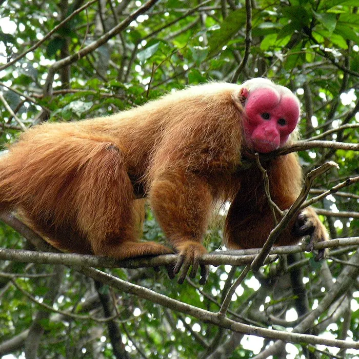 Bald uakari (Cacajao calvus)