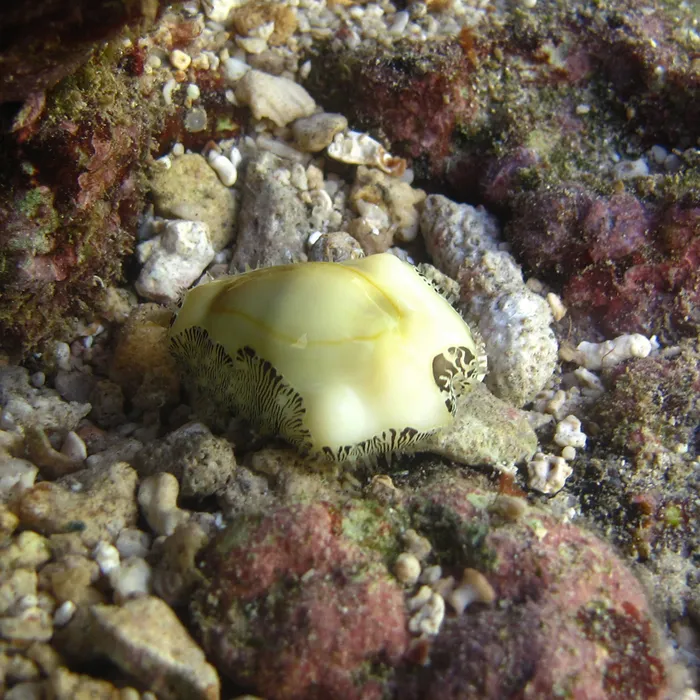 Ciprea moneta (Monetaria moneta)