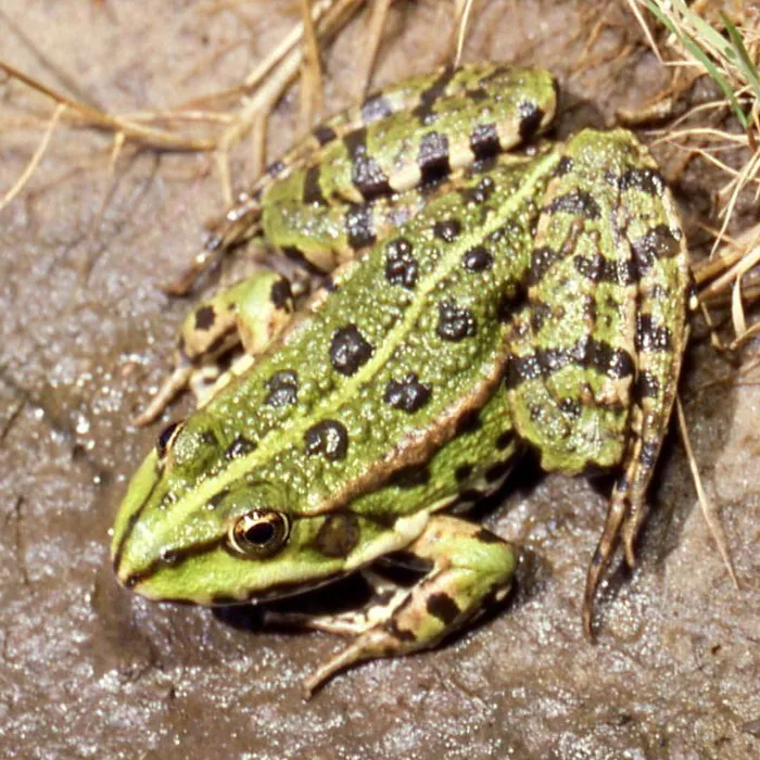 Rana ridibonda (Pelophylax ridibundus)